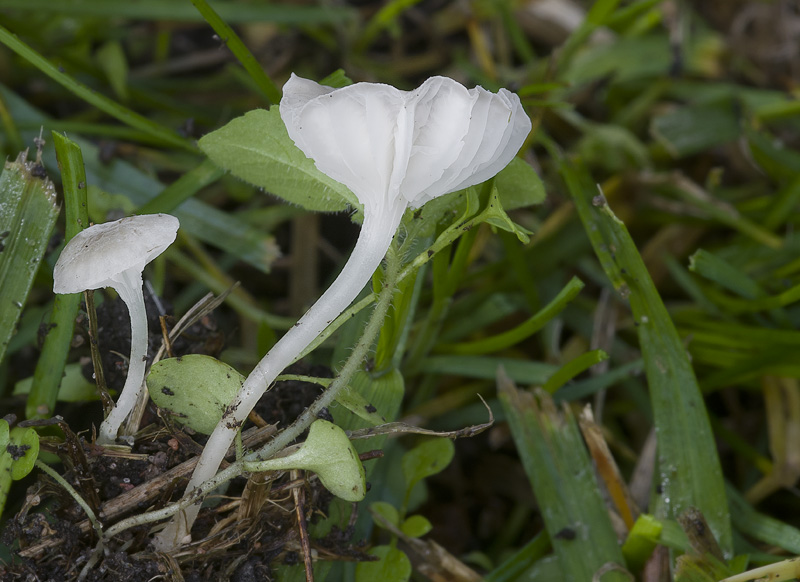 Hemimycena mairei